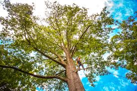 Best Firewood Processing and Delivery  in Caldwell, TX