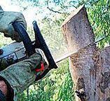 Professional Tree Services in Caldwell, TX