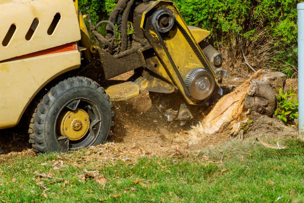 Best Tree Trimming and Pruning  in Caldwell, TX