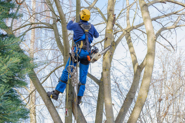 How Our Tree Care Process Works  in  Caldwell, TX