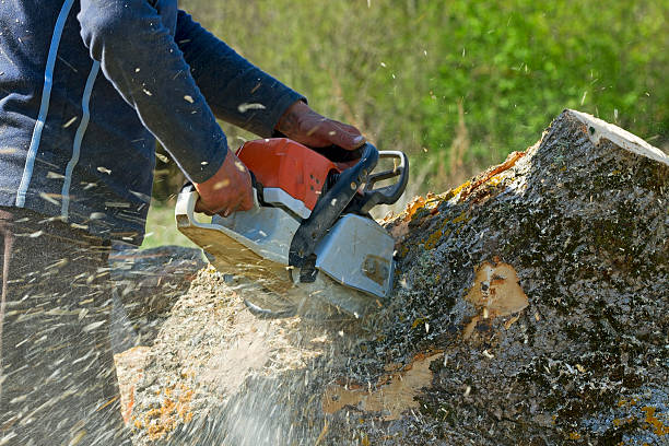 Best Tree Maintenance Programs  in Caldwell, TX